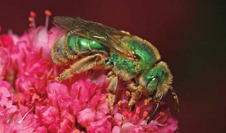 Green Bees