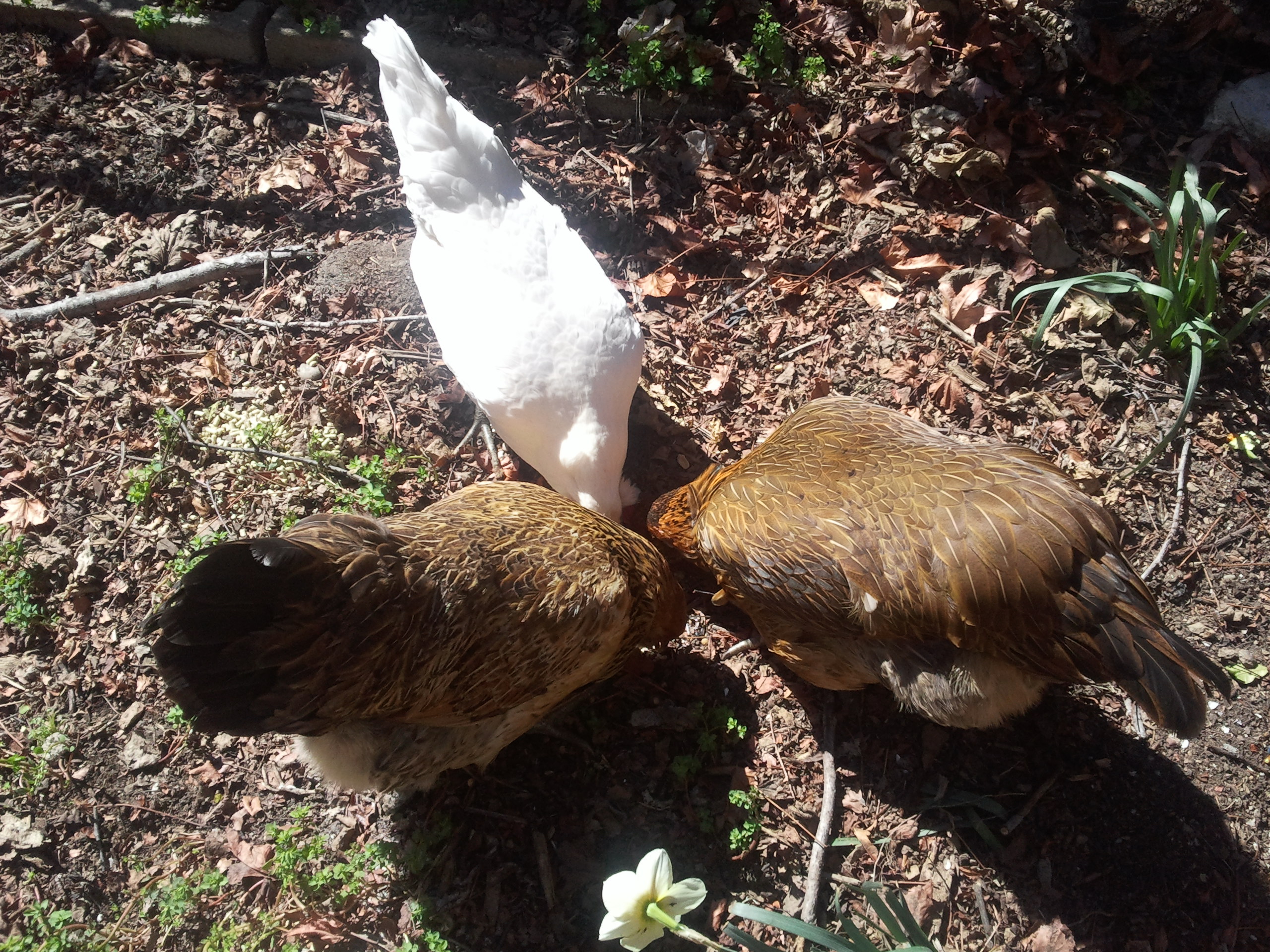 Backyard Farming Update Part 1: How We Got Our Chickens