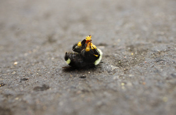 Pesticides Kill Oregon Bumblebees